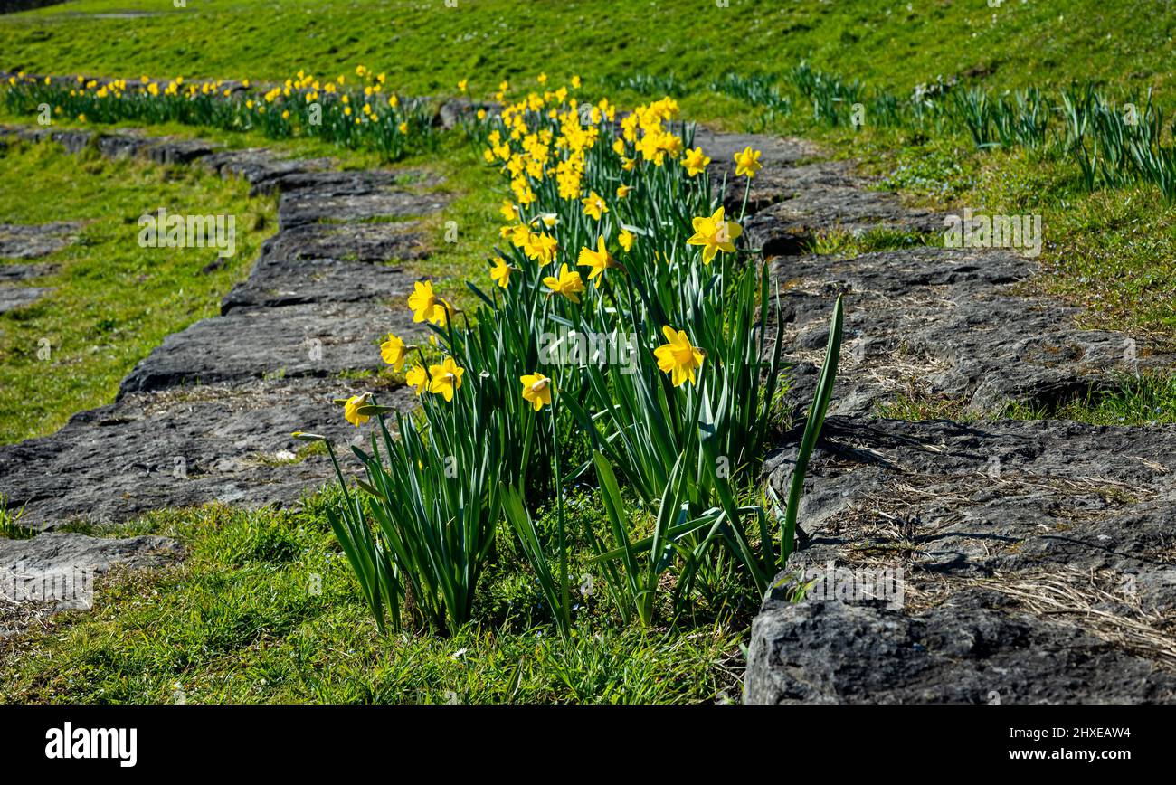 Colorati narcisi gialli con sfondo verde in primavera in un parco chiamato Het Haarlemmermeerse bos a Hoofddorp Paesi Bassi Foto Stock