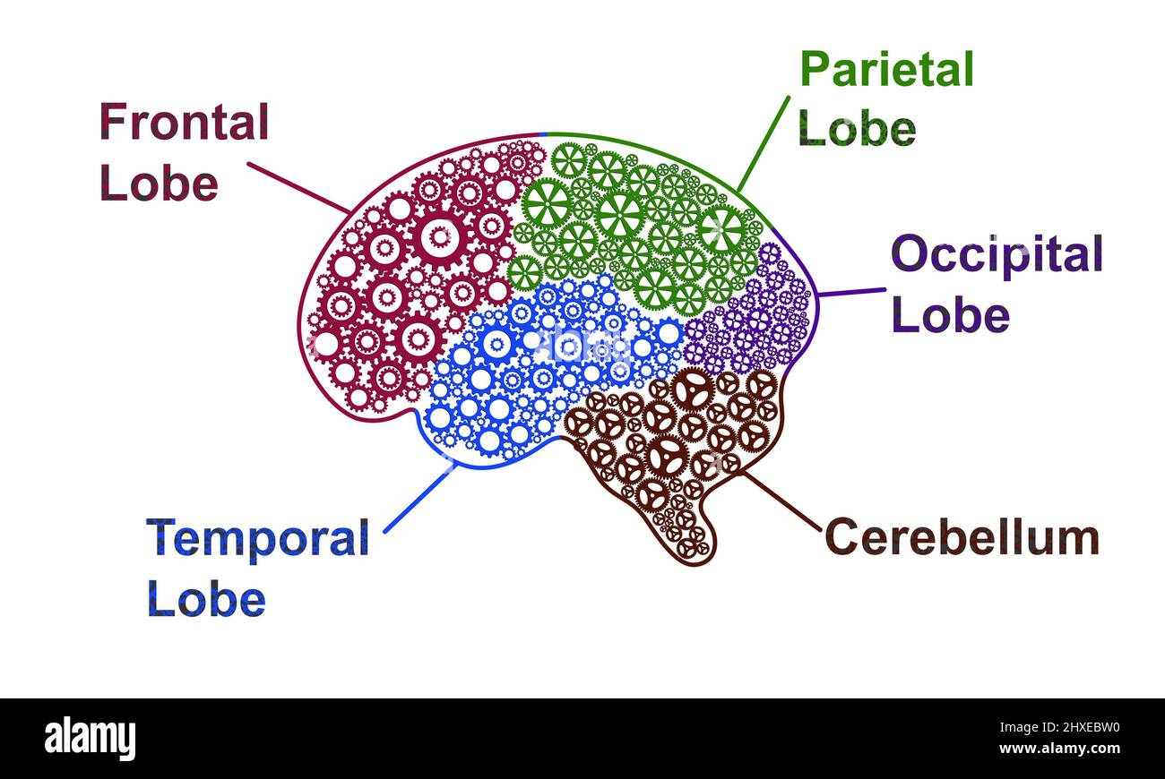 Cinque parti dell'anatomia cerebrale umana. Brain Lobes Gear Abstract con infografica di testo su sfondo bianco. Concetto di scienza e creatività Foto Stock