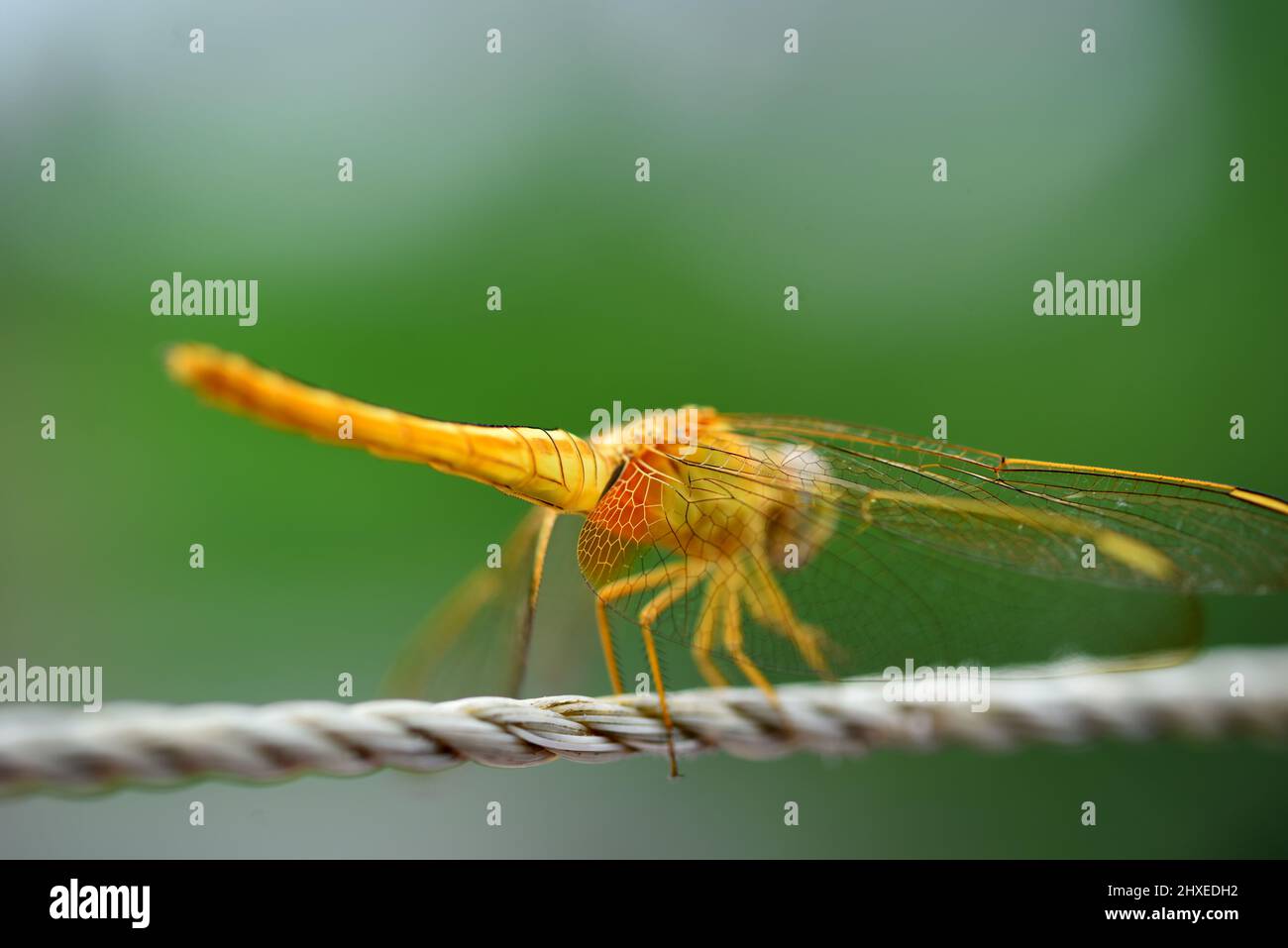 Dragonfly foto d'archivio Foto Stock