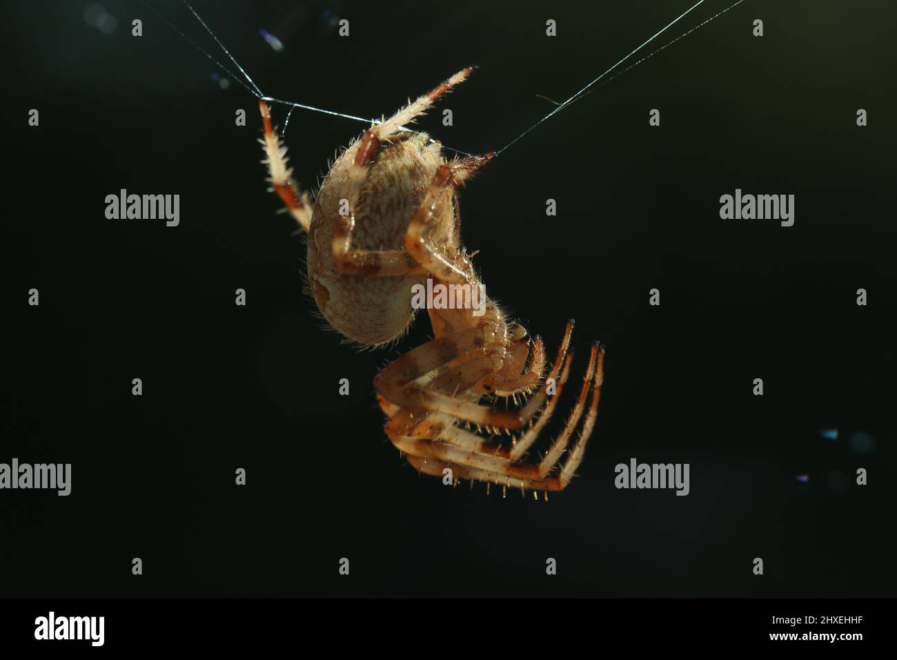 Kreuzspinne mit Spinnennetz vor schwarzem Hintergrund - ragno trasversale con il web di Spider e sfondo nero - Araneae biodiversità Foto Stock