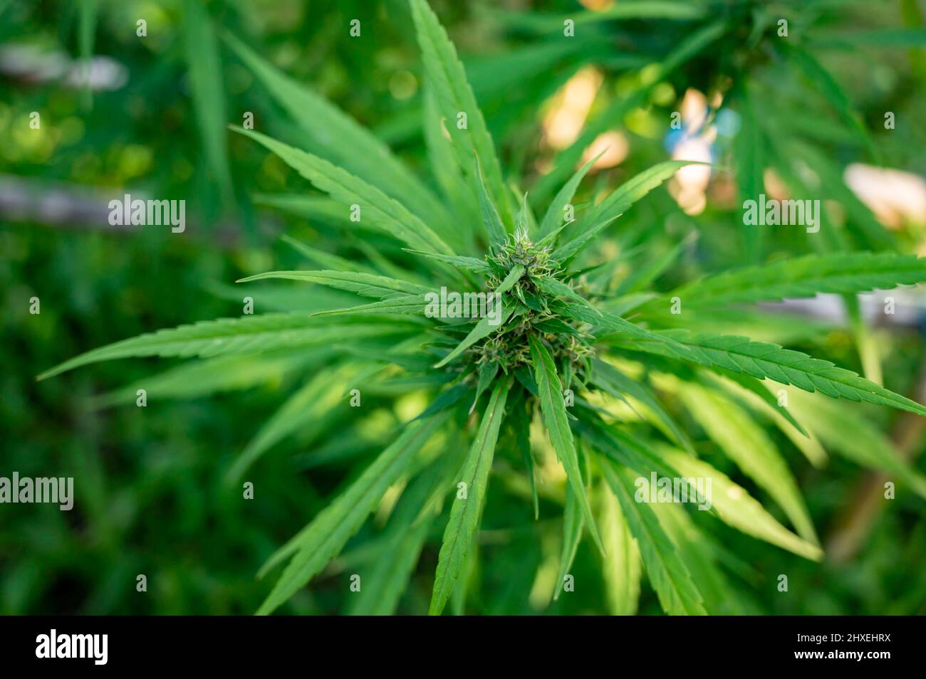 la marijuana lascia le piante di cannabis uno sfondo Foto Stock