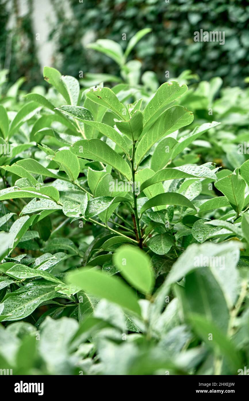 Gocce di pioggia su lussureggianti foglie verdi in primo piano parco. Acqua limpida su fogliame di piante giovani nella stagione primaverile. Ecosistema flora nativa e tempo stagionale Foto Stock