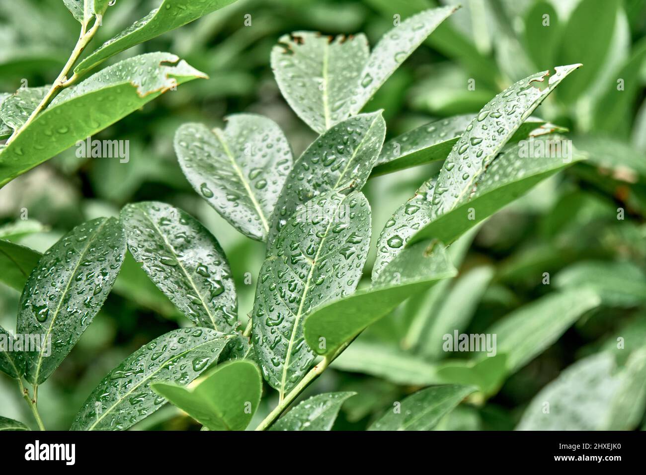 Gocce di pioggia su lussureggianti foglie verdi in primo piano parco. Acqua limpida su fogliame di piante giovani nella stagione primaverile. Ecosistema flora nativa e tempo stagionale Foto Stock