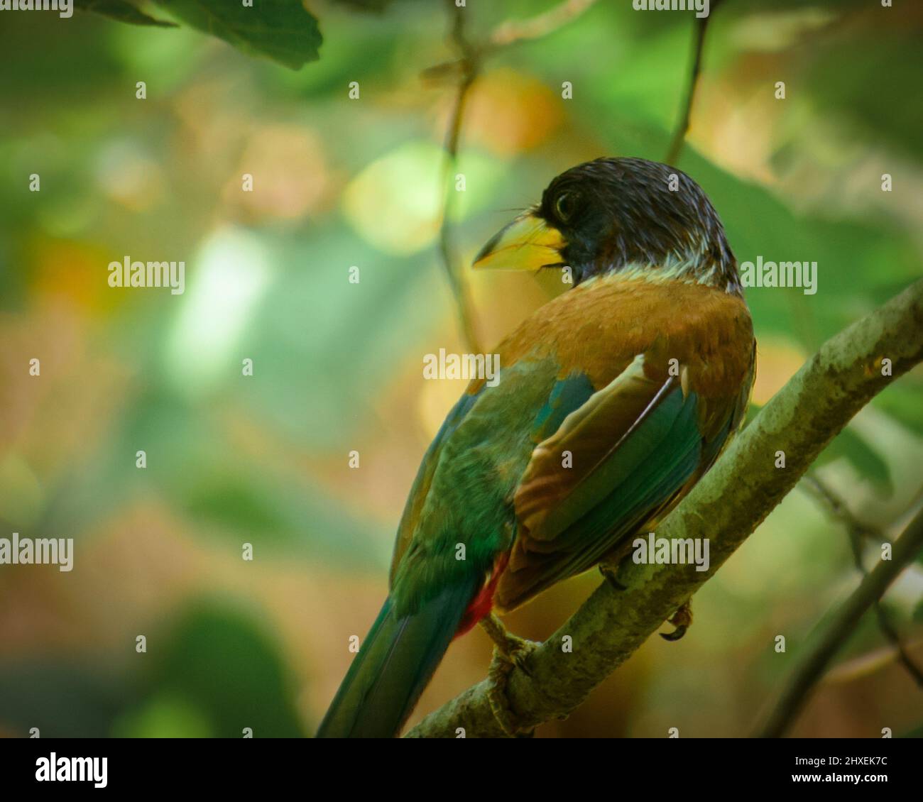Immagine di un grande uccello di barbet seduto sul ramo dell'albero. Il grande barbet (Psilopogon virens) è un barbet asiatico originario del subcontinente indiano. Foto Stock