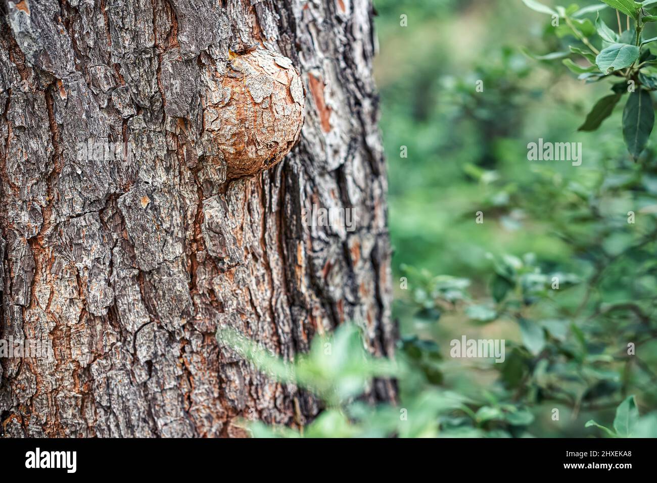 Tronco in rack di pino vecchio in legno verde in primavera giorno vista estrema da vicino. Albero di conifere con corteccia testurizzata in foresta. Bellezza della natura Foto Stock