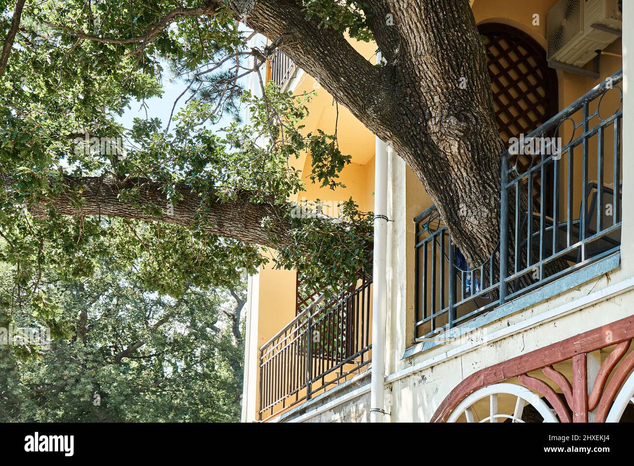 La vecchia quercia cresce attraverso la terrazza di elegante edificio d'epoca in giorno di sole. Unione della natura e della vita urbana. Proteggere le piante rare e l'ecologia Foto Stock