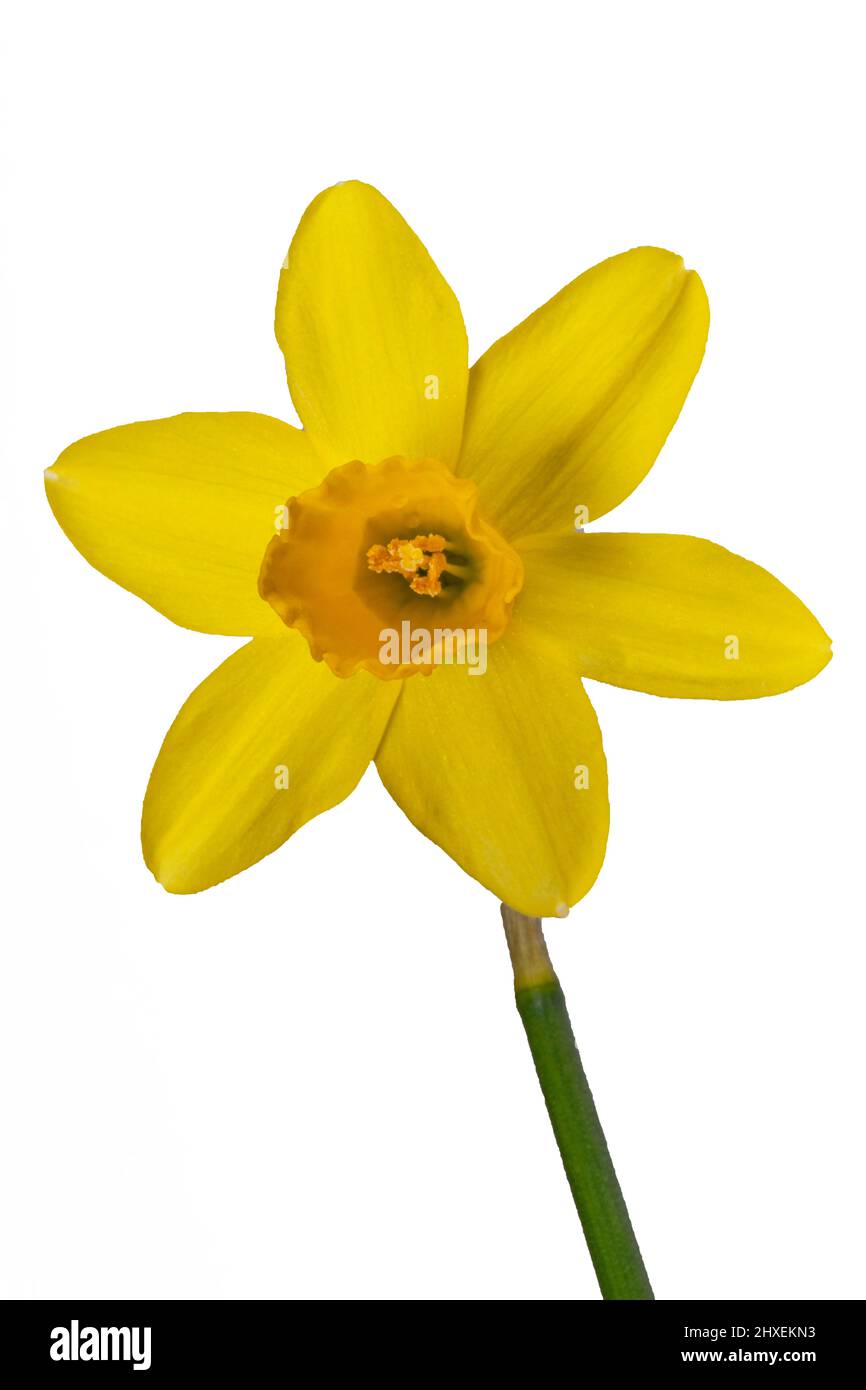 Daffodil giallo in primo piano su sfondo bianco Foto Stock
