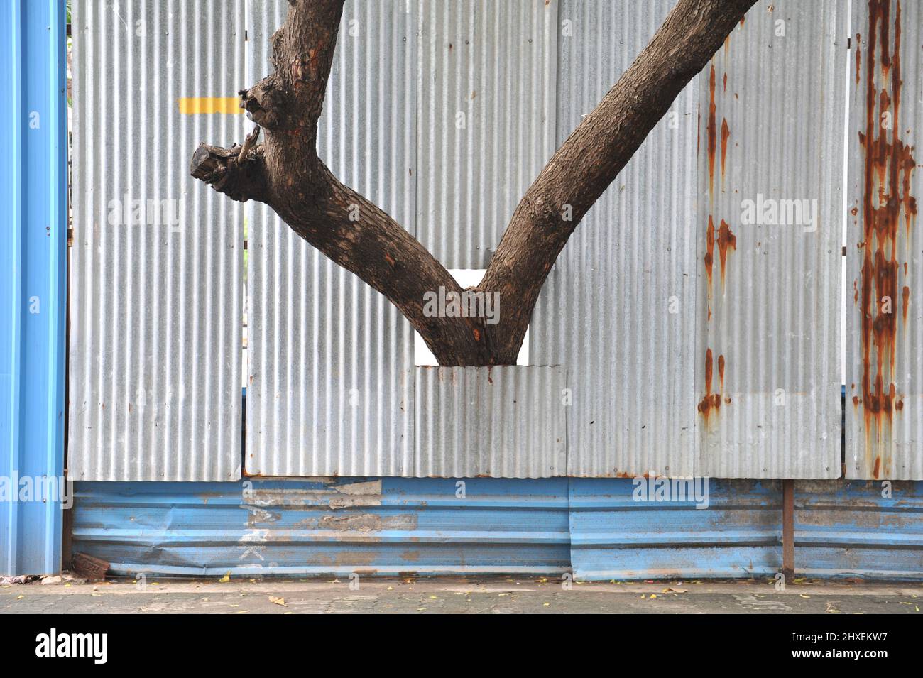 Pondicherry, India - 14 Dicembre 2021: Il tronco di un albero che esce da un cantiere. Foto Stock