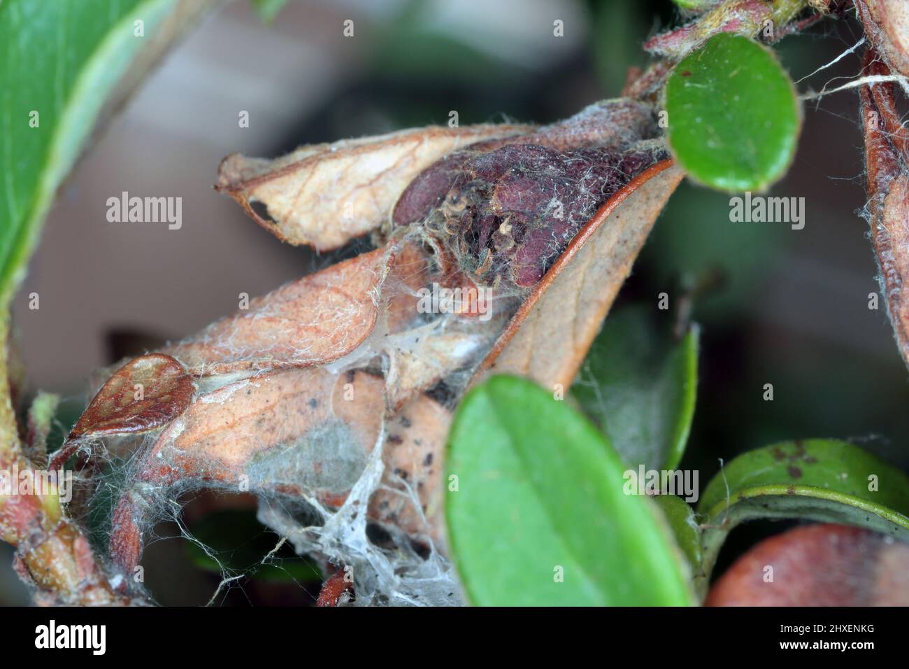 Ancilis tineana è una falena della famiglia Tortricidae. Larve - le colonne di cerro possono diventare una peste in frutteti e giardini. Foglie ferite Cotoneaster pianta. Foto Stock