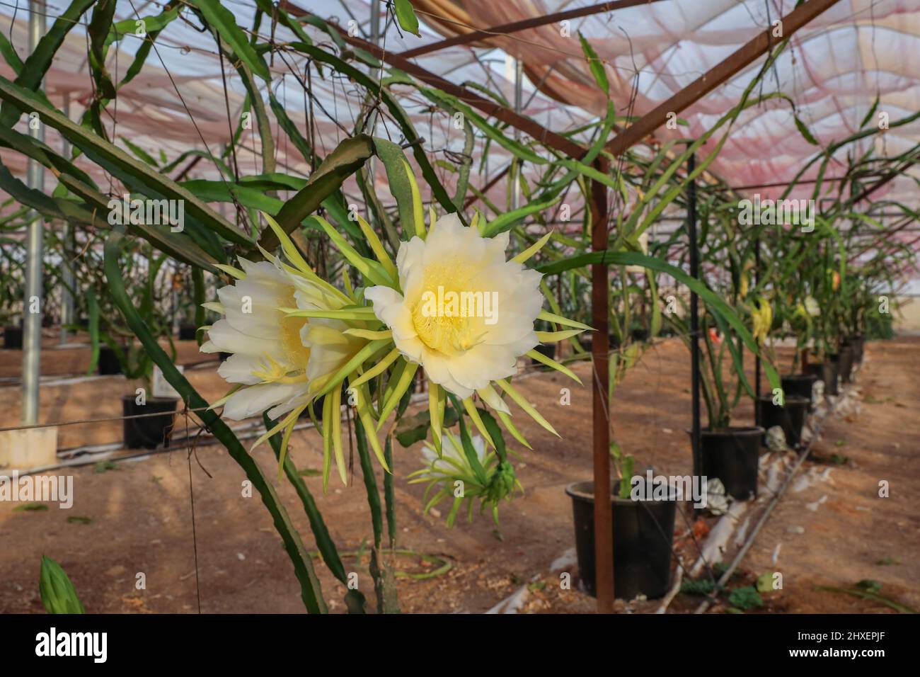 Pianta di frutta del drago o o pianta di Hylocereus undatus. Foto Stock