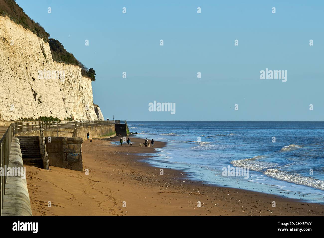 Un gruppo di cani a piedi sulla spiaggia Foto Stock