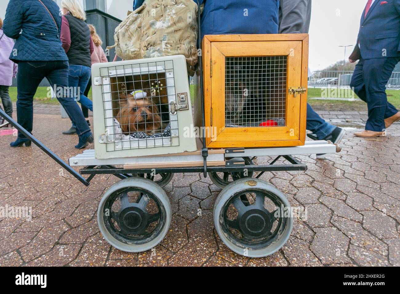 Birmingham, Regno Unito. 12th Mar 2022. I cani arrivano per il terzo giorno alla Crufts 2022. Credit: Peter Lopeman/Alamy Live News Foto Stock