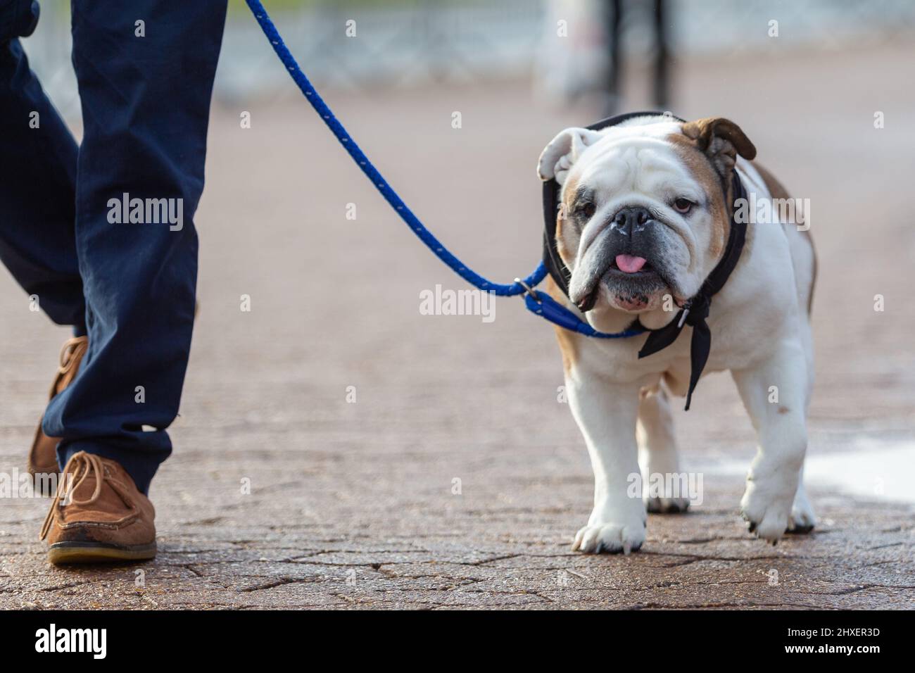 Birmingham, Regno Unito. 12th Mar 2022. I cani arrivano per il terzo giorno alla Crufts 2022. Credit: Peter Lopeman/Alamy Live News Foto Stock