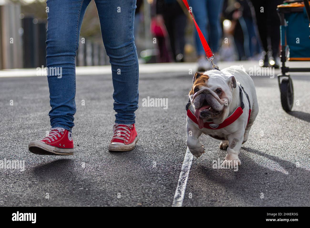 Birmingham, Regno Unito. 12th Mar 2022. I cani arrivano per il terzo giorno alla Crufts 2022. Credit: Peter Lopeman/Alamy Live News Foto Stock