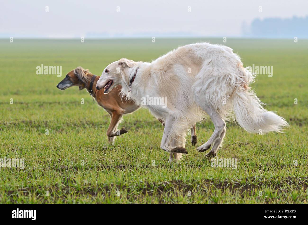 Bel cane russo borzoi con Saluki o kazakh levriero Tazi in esecuzione su uno sfondo rurale campo Foto Stock
