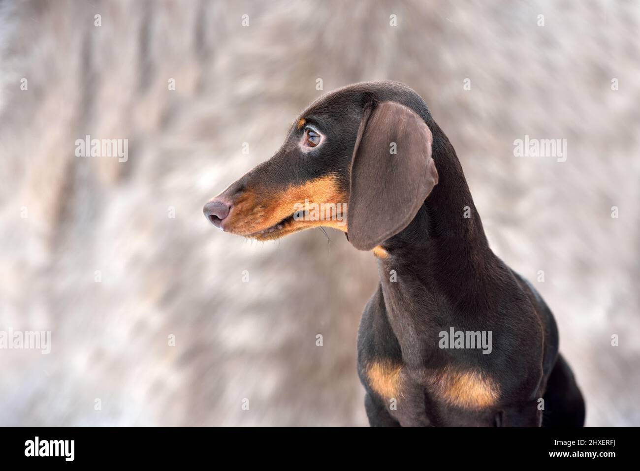 Ritratto di bel marrone e tan miniatura liscio dachshund su sfondo grigio Foto Stock