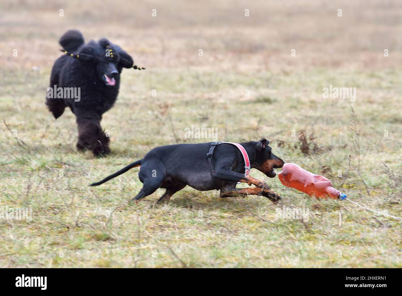 Manchester Terrier con scarabeo nero standard cattura un'esca su un corso di formazione Foto Stock