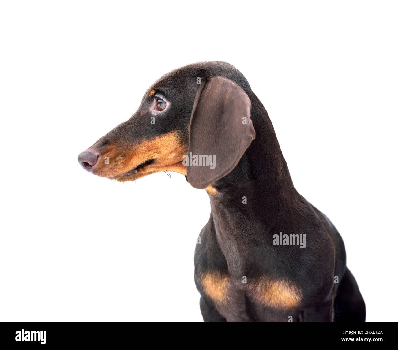 Ritratto di bel marrone e tan miniatura liscio dachshund su sfondo bianco Foto Stock