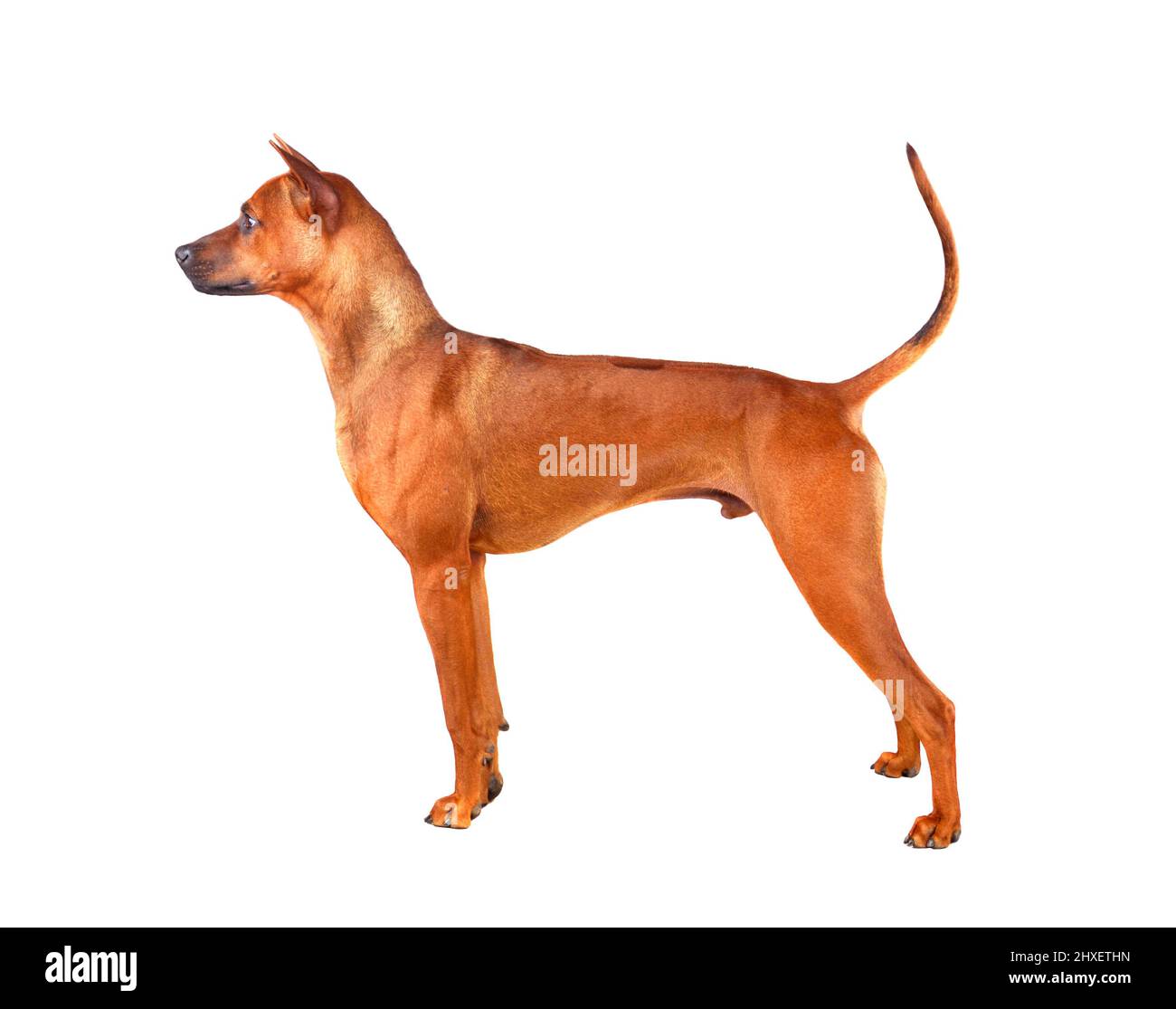 In piedi rosso Thai Ridgeback cane isolato su uno sfondo bianco Foto Stock