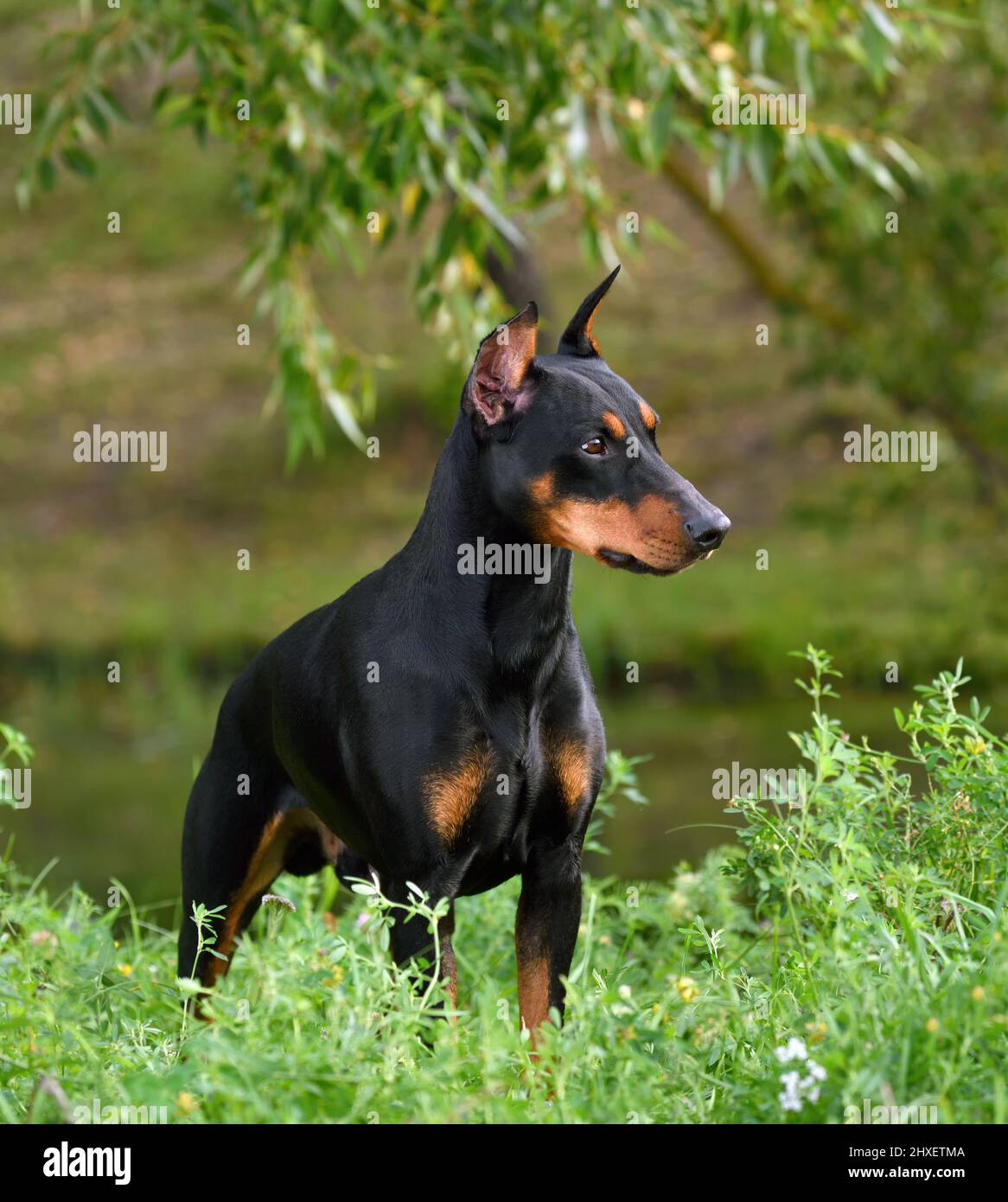 Pinscher tedesco tan-and-black sullo sfondo di una riva del fiume Foto Stock