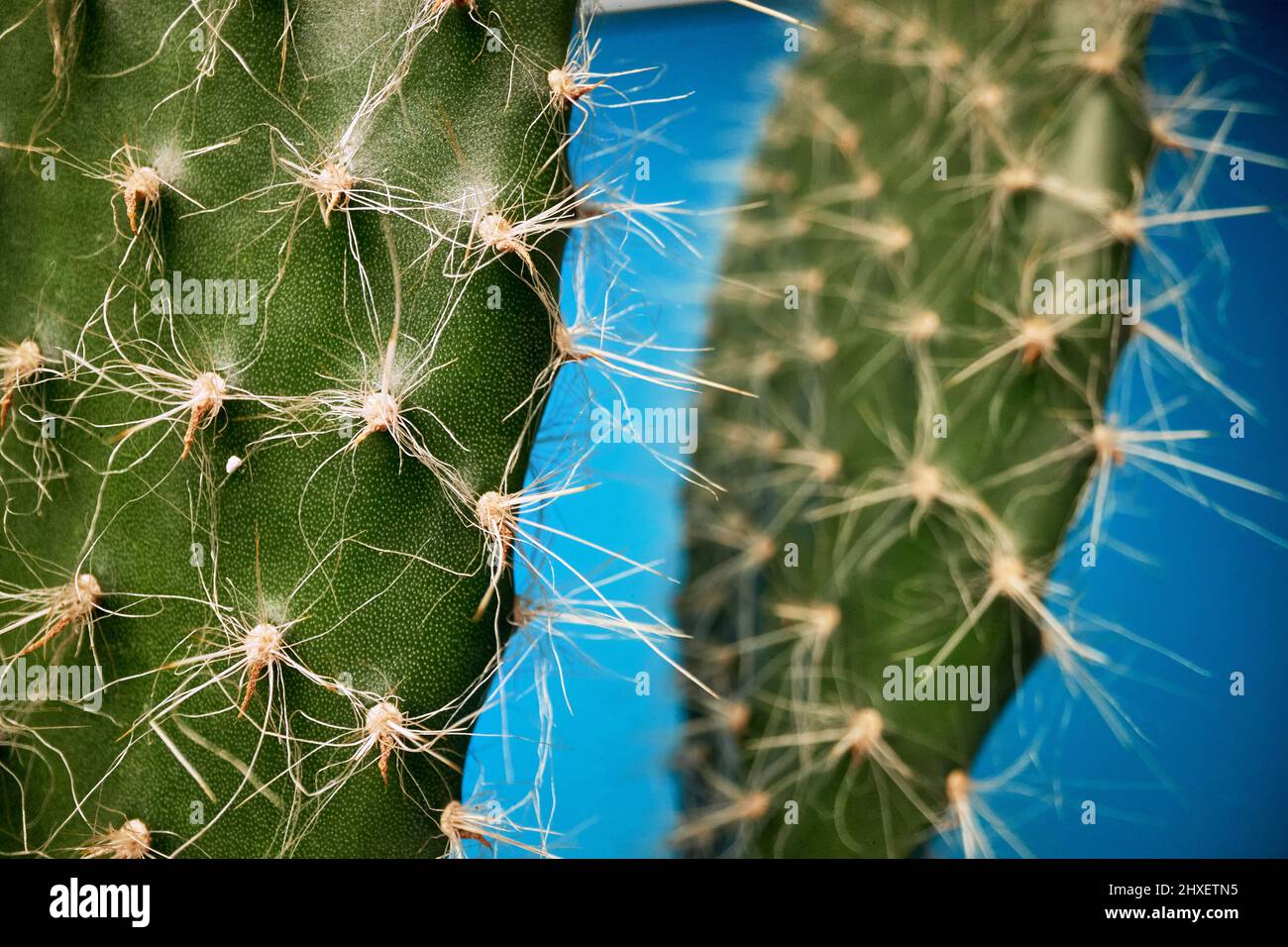 Vista macro alle barbe di cactus sotto la luce di fronte a sfondo blu. Naturale, cactus, casalinga Foto Stock