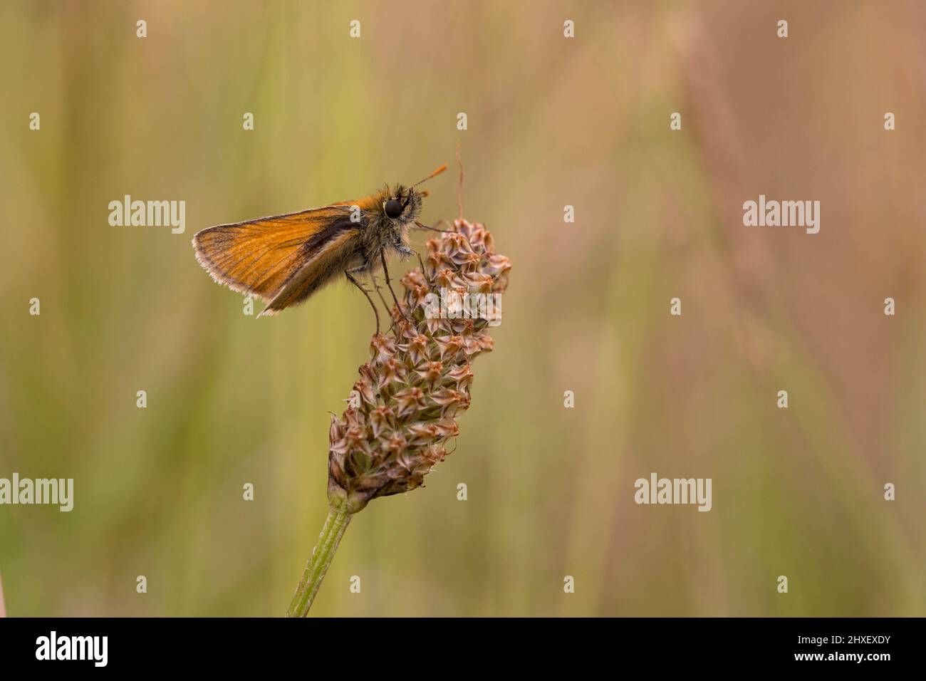 Piccolo Skipper farfalla (Thymelicus sylvestris) adulto arroccato in un prato di fieno. Powys, Galles. Luglio. Foto Stock