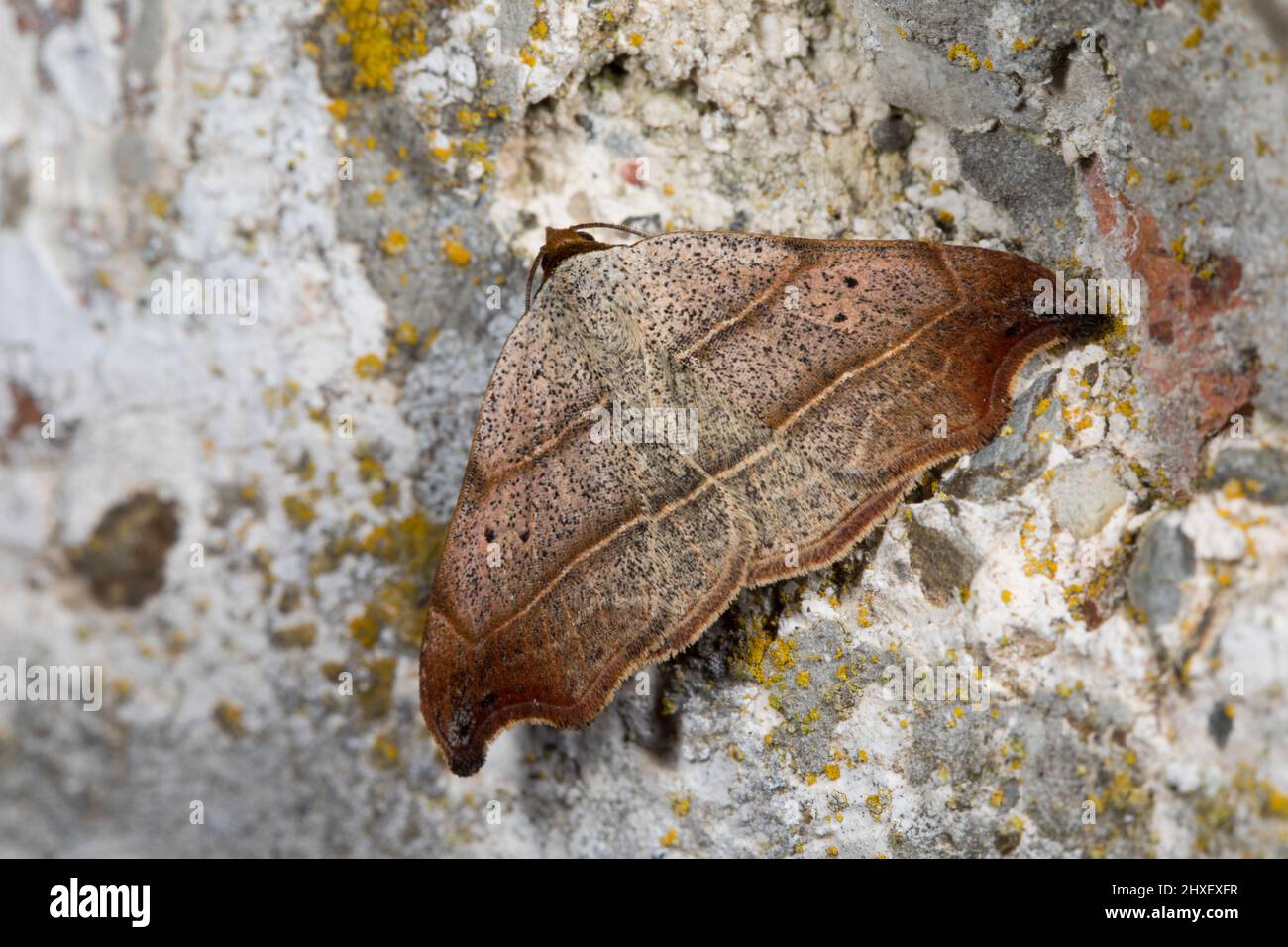 Bella punta di uncino (Laspeyria flexula) per adulti ormeggio su un muro. Powys, Galles. Luglio. Foto Stock