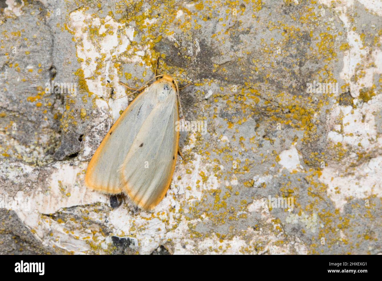 Footman a quattro punti (Cibosia mesomella), falena adulta appoggiata su un muro. Powys, Galles. Luglio. Foto Stock