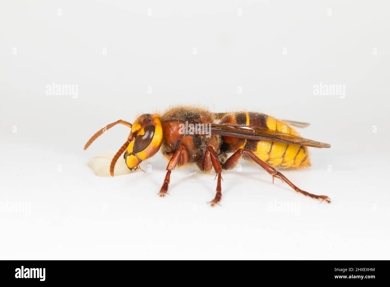 European Hornet (Vespa crabro) operaio adulto fotografato su sfondo bianco. Powys, Galles. Settembre. Foto Stock