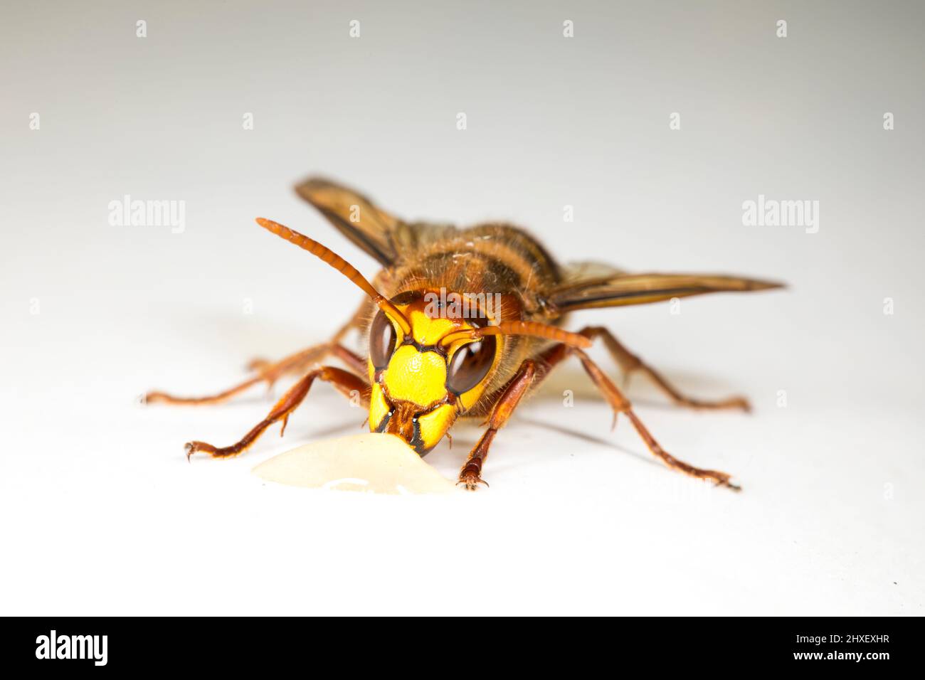 European Hornet (Vespa crabro) operaio adulto fotografato su sfondo bianco. Powys, Galles. Settembre. Foto Stock