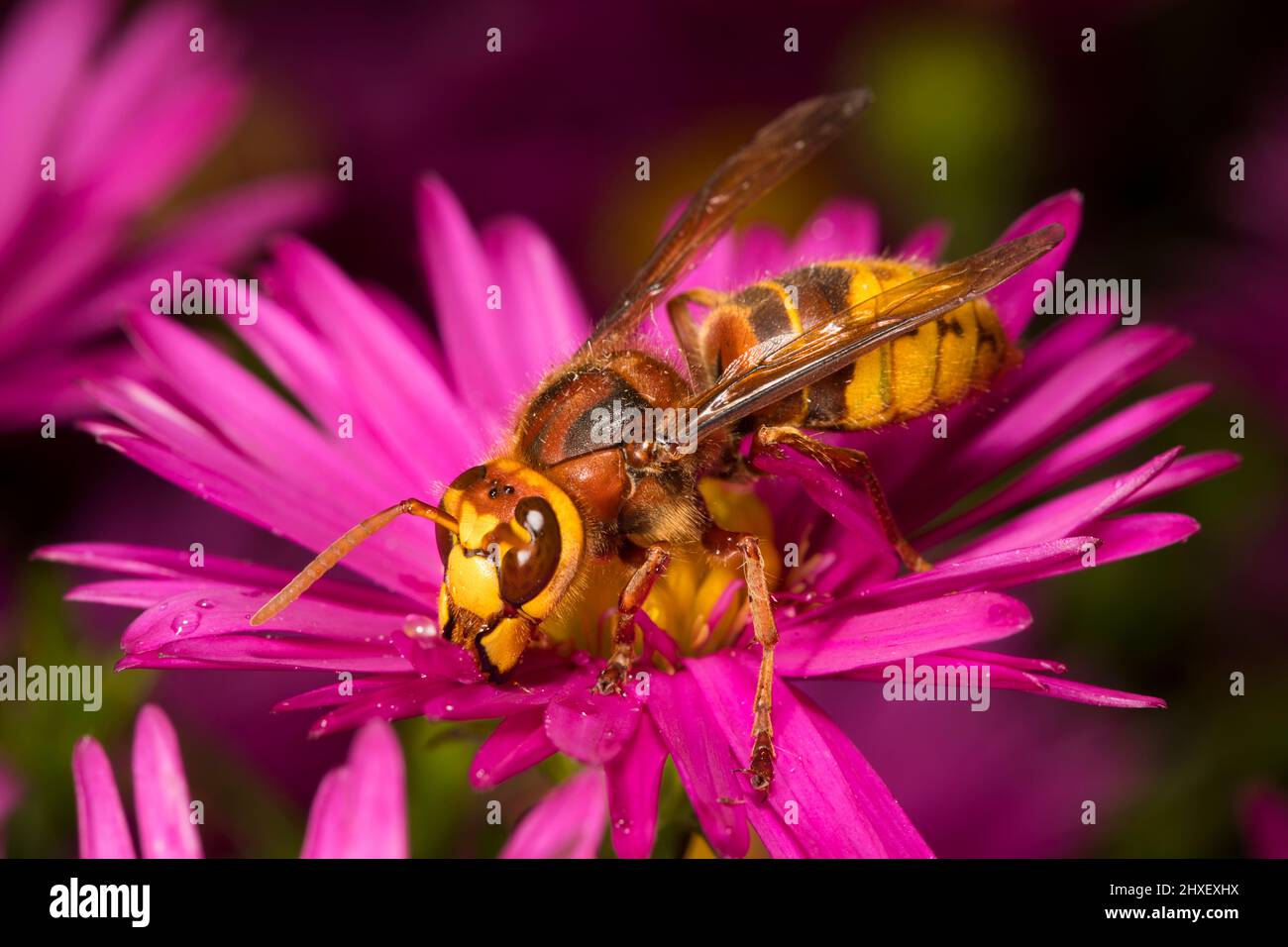 European Hornet (Vespa crabro) lavoratore adulto che si alimenta in un fiore di margherita Michealmas. Powys, Galles. Settembre. Foto Stock