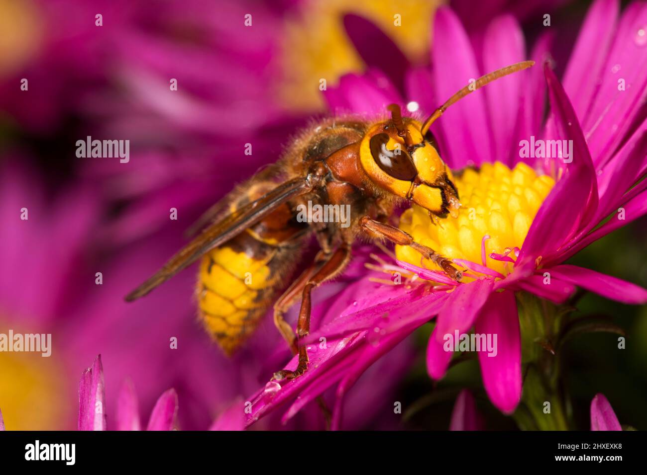 European Hornet (Vespa crabro) lavoratore adulto che si alimenta in un fiore di margherita Michealmas. Powys, Galles. Settembre. Foto Stock