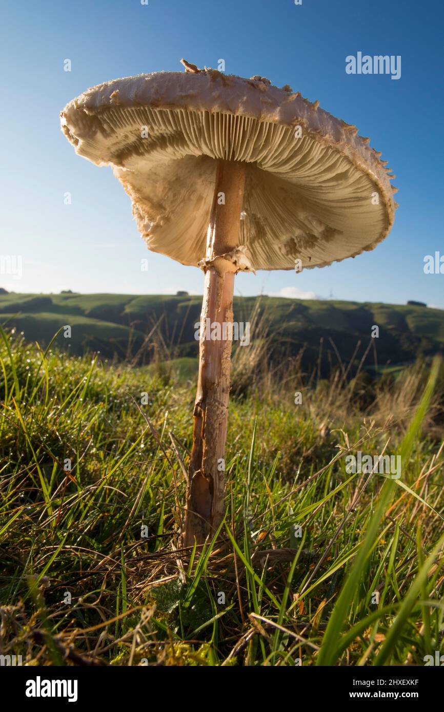 Funghi parasoli (Macrolepiota procera) coltivati in praterie. Powys, Galles. Ottobre. Foto Stock
