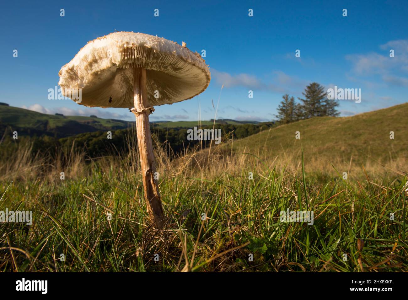 Funghi parasoli (Macrolepiota procera) coltivati in praterie. Powys, Galles. Ottobre. Foto Stock