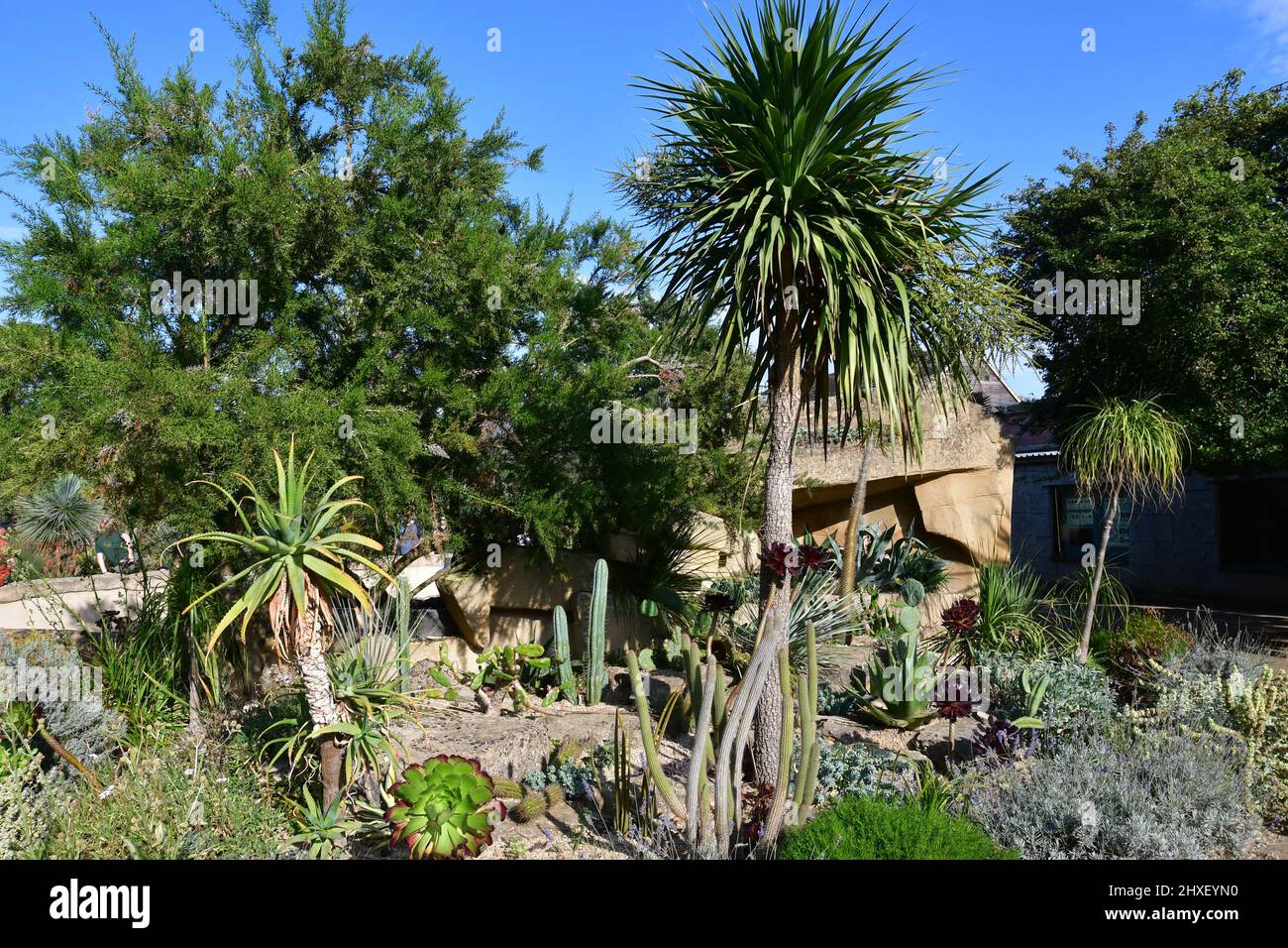 Piante tropicali nel giardino murato al Cotswold Wildlife Park, Burford, Oxfordshire, Inghilterra, Regno Unito Foto Stock