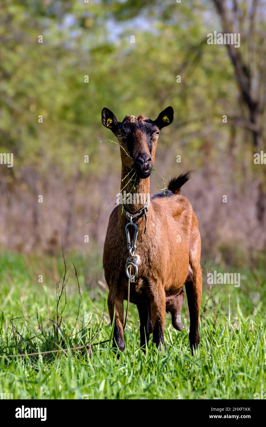 Capra bruna pascolo su prato verde in giorno di sole. Foto Stock