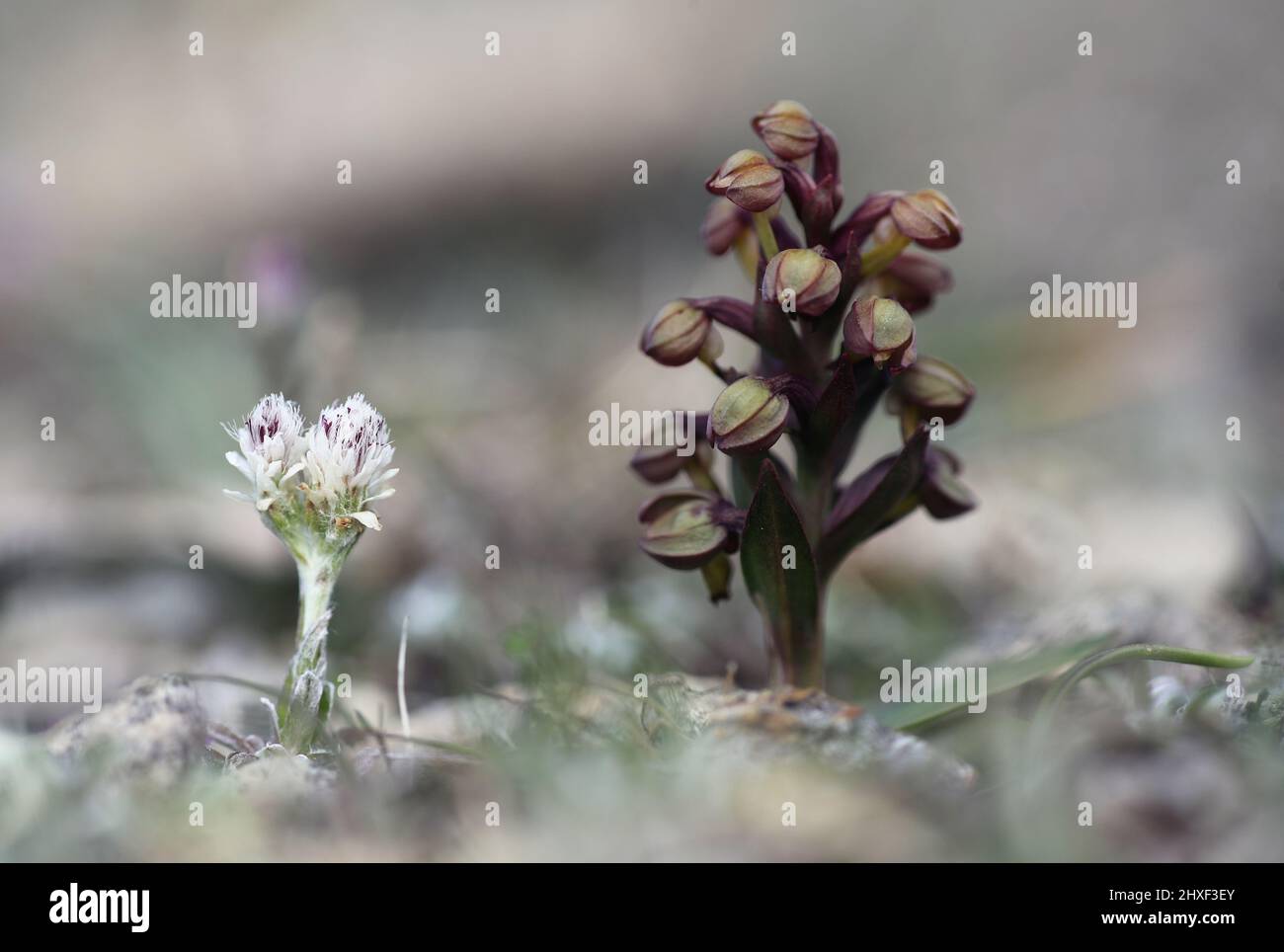 Rana Orchidea, Dacylorhiza viridis, con montagna eterna, Antennaria dioica, Shetland, Scozia, Regno Unito Foto Stock