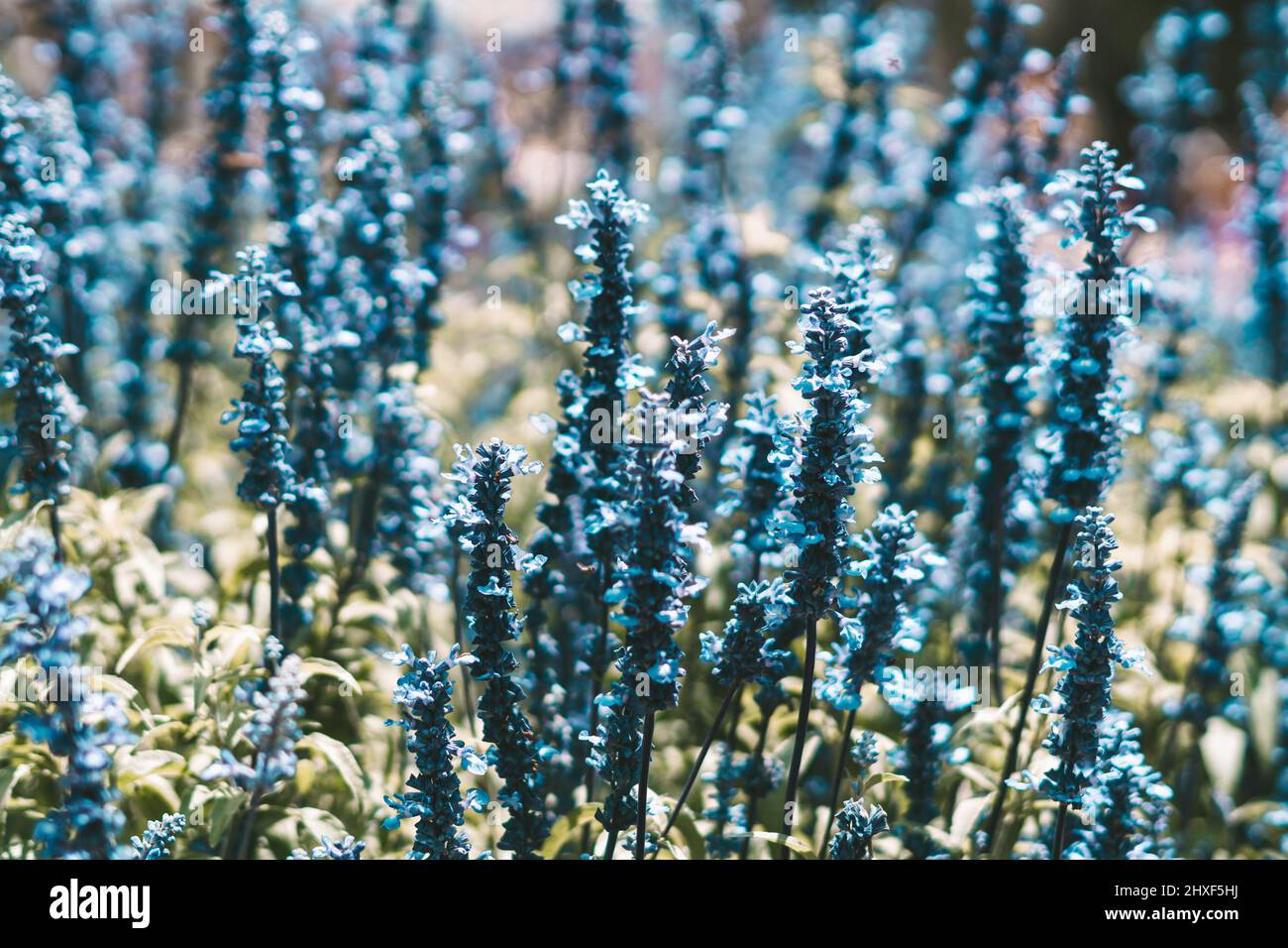 Vera bellezza natura foto sfondo. Lamiaceae, Lavanda campo erba fiore pianta. Colore blu viola lilla in stock. Corolla tubolare in calice Foto Stock