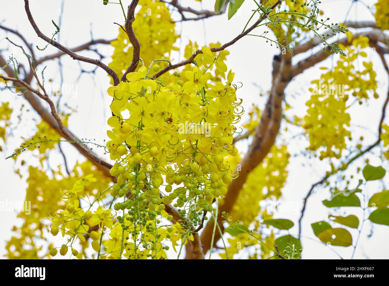 Golden doccia albero fiore fiore fiore su ramo albero Foto Stock