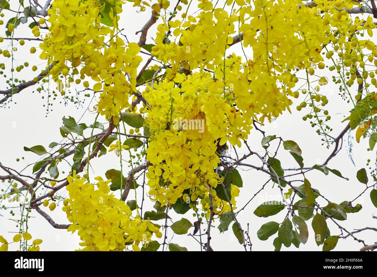 Golden doccia albero fiore fiore fiore su ramo albero Foto Stock