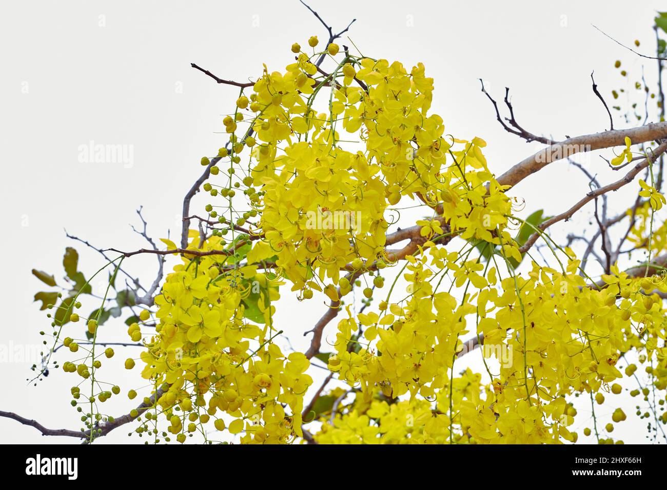 Golden doccia albero fiore fiore fiore su ramo albero Foto Stock