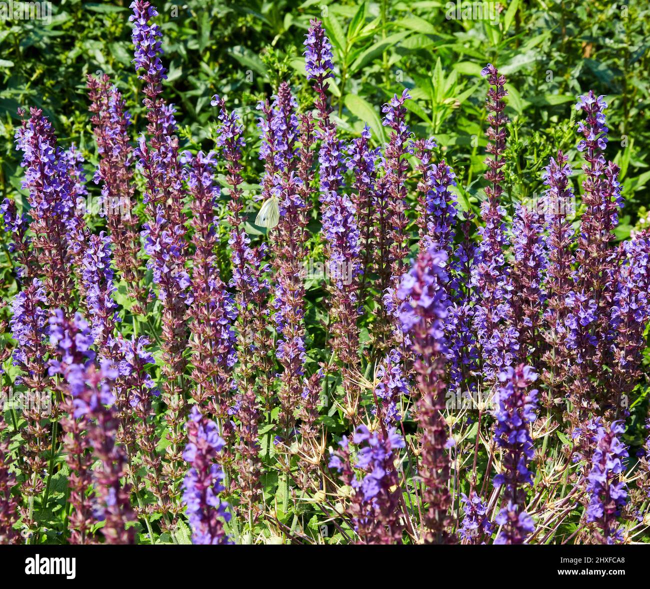 Colpisce le guglie viola di Salvia nemorosa in un confine erbaceo di un giardino di campagna inglese Regno Unito Foto Stock