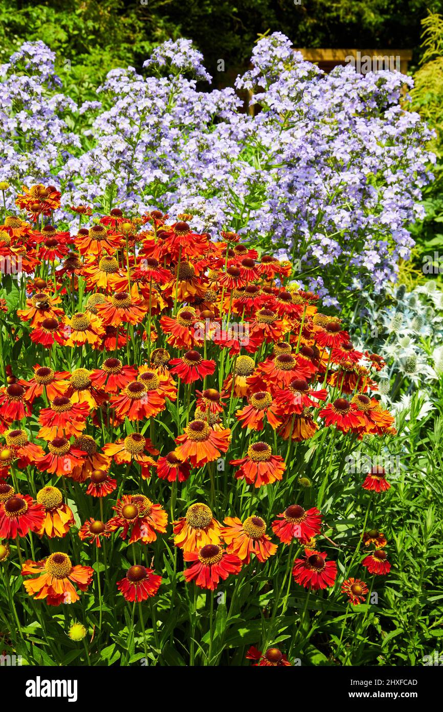 Helenium ' Moerheim Beauty ' una sorprendente varietà di Sneezeed arancio e giallo che cresce in un confine erbaceo presso Waterperry Gardens in Oxfordshire UK Foto Stock