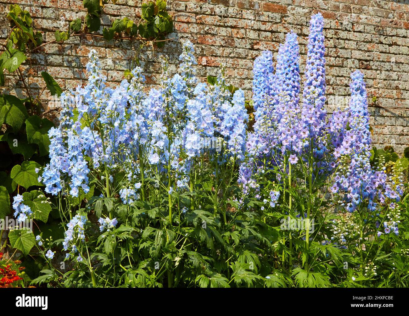 Blue Delphiniums in un confine erbaceo a Waterperry Gardens in Oxfordshire Regno Unito Foto Stock