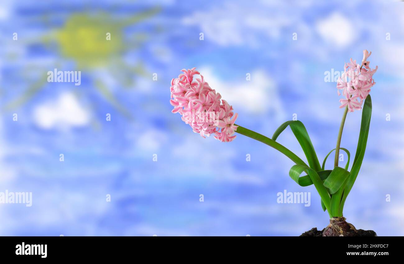 Iacinto fiore e fiori, isolato su sfondo nuvole sfocate, primavera, giardinaggio concetto di fiore vernale Foto Stock