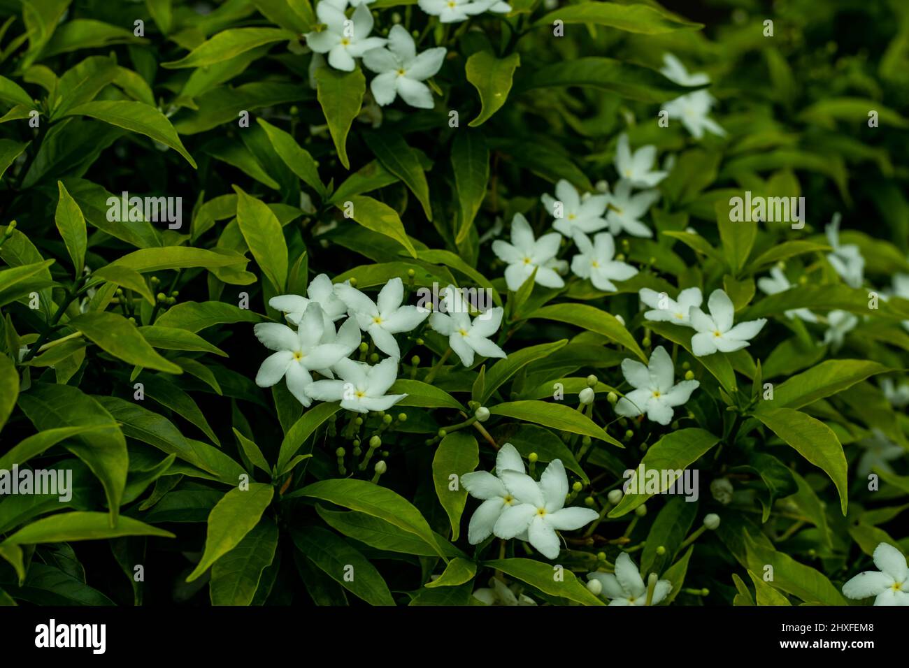 È un fiore bianco inodore. I nomi di questa pianta sono Crape Jasmine, Pinwheel fiore, ecc. in Bangladesh, noi chiamiamo questo Togor, Kath Maloti, et Foto Stock