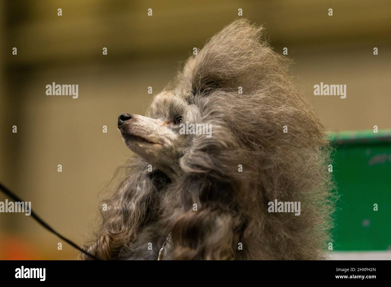 Cane da cucciolo curato al Crufts Dog Show 2022 Foto Stock