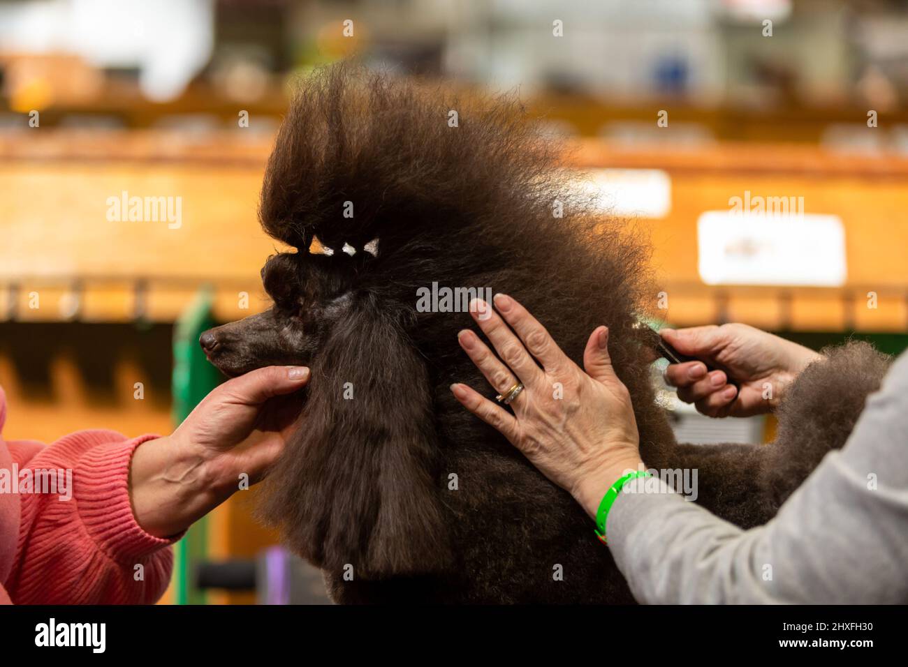 Cane da cucciolo curato al Crufts Dog Show 2022 Foto Stock