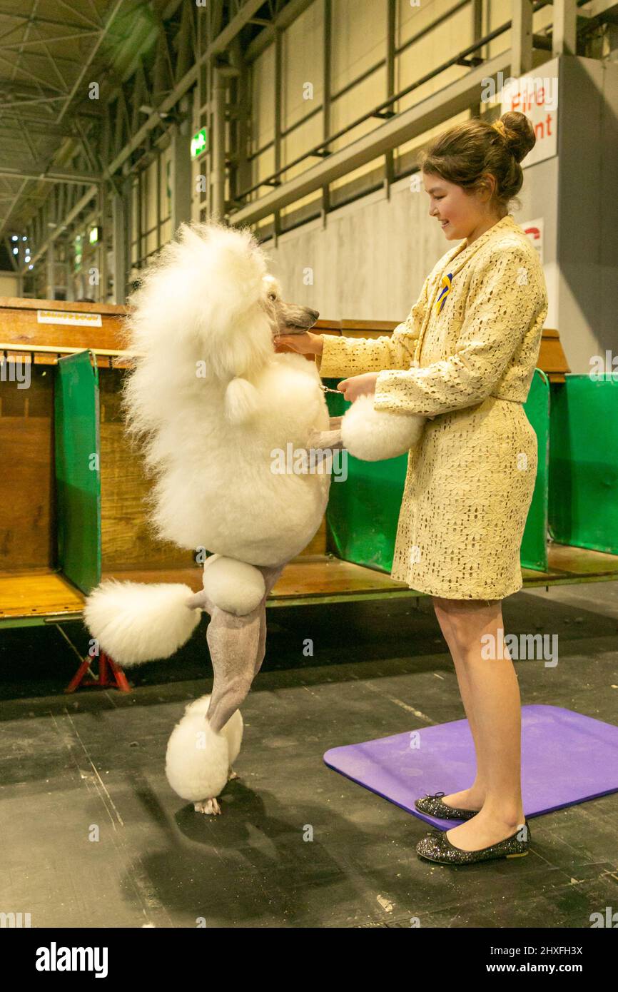 Cane da cucciolo curato al Crufts Dog Show 2022 Foto Stock