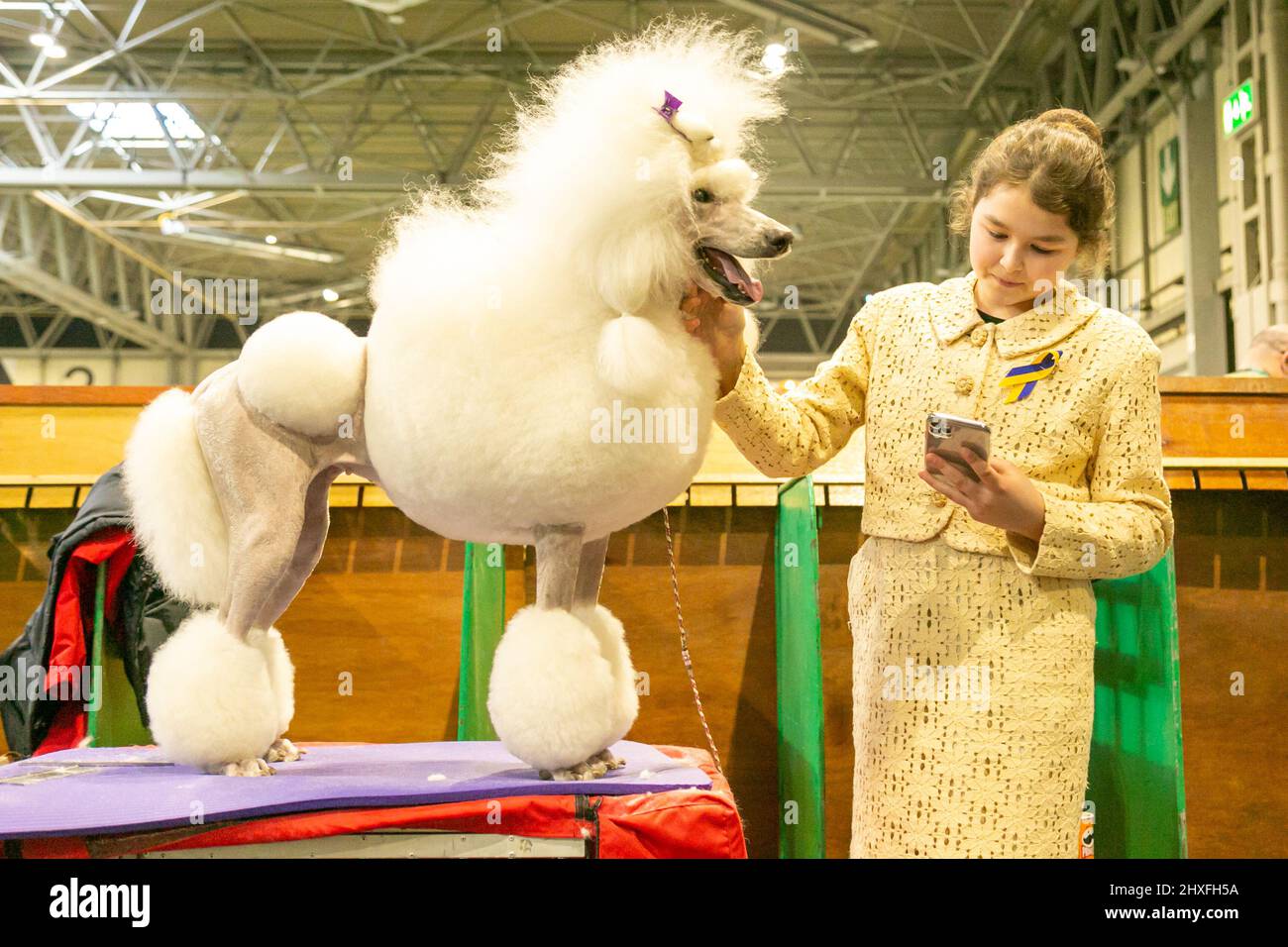 Cane da cucciolo curato al Crufts Dog Show 2022 Foto Stock